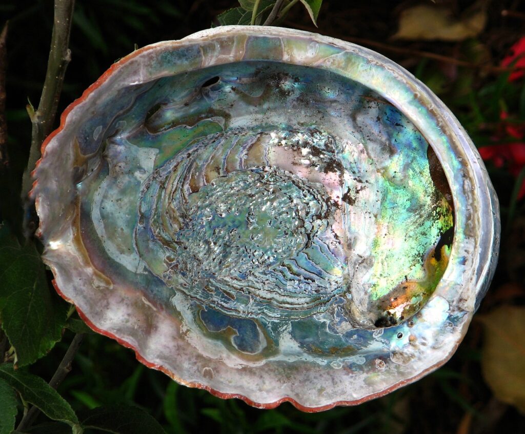 The Ultimate Abalone (Paua Shell) Handbook: Everything You Need to Know